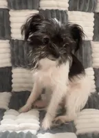 Pam, a female Chihuahua and Shih Tzu for sale in Moraine, OH – Photo 3 of 5