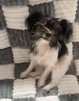 Pam, a female Chihuahua and Shih Tzu for sale in Moraine, OH – Photo 5 of 5