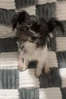 Pam, a female Chihuahua and Shih Tzu for sale in Moraine, OH – Photo 2 of 5