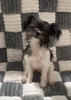 Pam, a female Chihuahua and Shih Tzu for sale in Moraine, OH – Photo 4 of 5