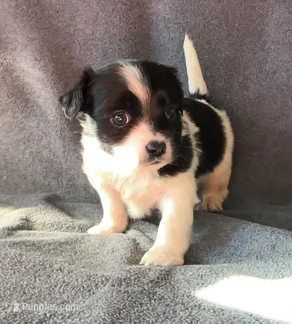 Bruno, a male Chihuahua and Shih Tzu for sale in Moraine, OH – Photo 1 of 3