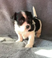 Bruno, a male Chihuahua and Shih Tzu for sale in Moraine, OH – Photo 1 of 3