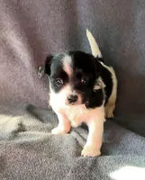 Bruno, a male Chihuahua and Shih Tzu for sale in Moraine, OH – Photo 2 of 3