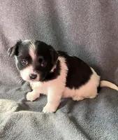 Bruno, a male Chihuahua and Shih Tzu for sale in Moraine, OH – Photo 3 of 3