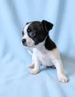 Kirby, a male Chihuahua and Shih Tzu for sale in Moraine, OH – 2 of 3