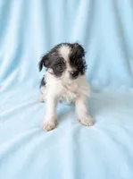 Simon, a male Chihuahua and Shih Tzu for sale in Moraine, OH – 1 of 3