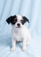 Tucker, a male Chihuahua and Shih Tzu for sale in Moraine, OH – 2 of 4