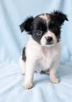 Parker, a male Chihuahua and Shih Tzu for sale in Moraine, OH – 3 of 3