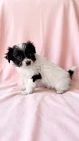Winnie, a female Chihuahua and Shih Tzu for sale in Moraine, OH – 2 of 5