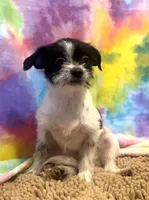 Gracie, a female Chihuahua and Shih Tzu for sale in Moraine, OH – Photo 2 of 5