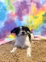 Gracie, a female Chihuahua and Shih Tzu for sale in Moraine, OH – Photo 3 of 5