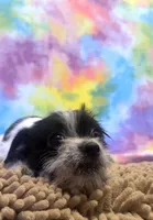 Gracie, a female Chihuahua and Shih Tzu for sale in Moraine, OH – Photo 5 of 5