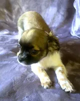 Freckles, a female Chihuahua and Shih Tzu for sale in Moraine, OH – Photo 4 of 4