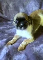 Freckles, a female Chihuahua and Shih Tzu for sale in Moraine, OH – Photo 2 of 4