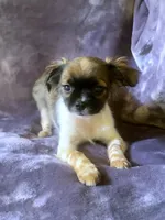 Freckles, a female Chihuahua and Shih Tzu for sale in Moraine, OH – Photo 1 of 4