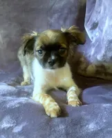 Freckles, a female Chihuahua and Shih Tzu for sale in Moraine, OH – Photo 3 of 4