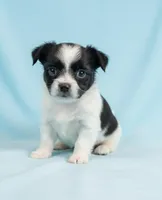 Danny, a male Chihuahua and Shih Tzu for sale in Moraine, OH – Photo 1 of 4