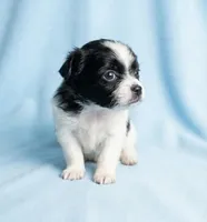 Danny, a male Chihuahua and Shih Tzu for sale in Moraine, OH – Photo 4 of 4