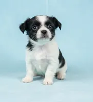 Danny, a male Chihuahua and Shih Tzu for sale in Moraine, OH – Photo 3 of 4