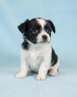 Danny, a male Chihuahua and Shih Tzu for sale in Moraine, OH – Photo 2 of 4