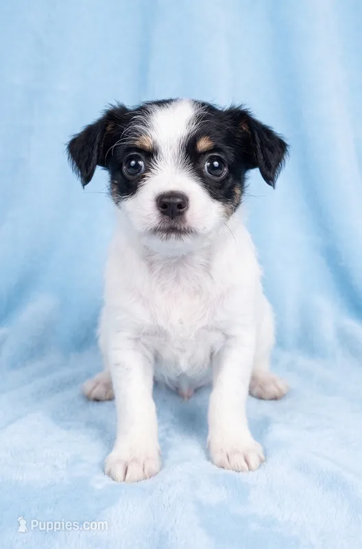 Bentley – Chihuahua, Shih Tzu puppy for sale in Moraine, OH