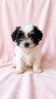 Quinn, a female Chihuahua and Shih Tzu for sale in Moraine, OH – 2 of 3