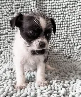 Judy, a female Chihuahua and Shih Tzu for sale in Moraine, OH – Photo 2 of 4