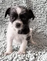 Judy, a female Chihuahua and Shih Tzu for sale in Moraine, OH – Photo 1 of 4