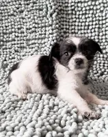 Judy, a female Chihuahua and Shih Tzu for sale in Moraine, OH – Photo 4 of 4