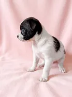 Pixie, a female Chihuahua and Shih Tzu for sale in Moraine, OH – 3 of 3
