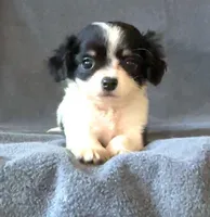 Sally, a female Chihuahua and Shih Tzu for sale in Moraine, OH – Photo 2 of 5