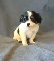 Sally, a female Chihuahua and Shih Tzu for sale in Moraine, OH – Photo 3 of 5