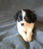 Sally, a female Chihuahua and Shih Tzu for sale in Moraine, OH – Photo 4 of 5