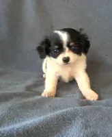 Sally, a female Chihuahua and Shih Tzu for sale in Moraine, OH – Photo 1 of 5