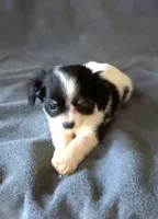 Sally, a female Chihuahua and Shih Tzu for sale in Moraine, OH – Photo 5 of 5