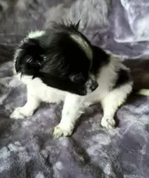 Rudy, a male Chihuahua and Shih Tzu for sale in Moraine, OH – Photo 2 of 5