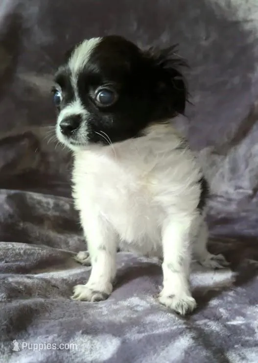Rudy, a male Chihuahua and Shih Tzu for sale in Moraine, OH – Photo 1 of 5