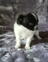 Rudy, a male Chihuahua and Shih Tzu for sale in Moraine, OH – Photo 5 of 5