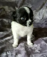 Rudy, a male Chihuahua and Shih Tzu for sale in Moraine, OH – Photo 3 of 5