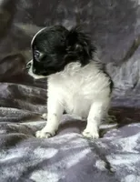 Rudy, a male Chihuahua and Shih Tzu for sale in Moraine, OH – Photo 4 of 5