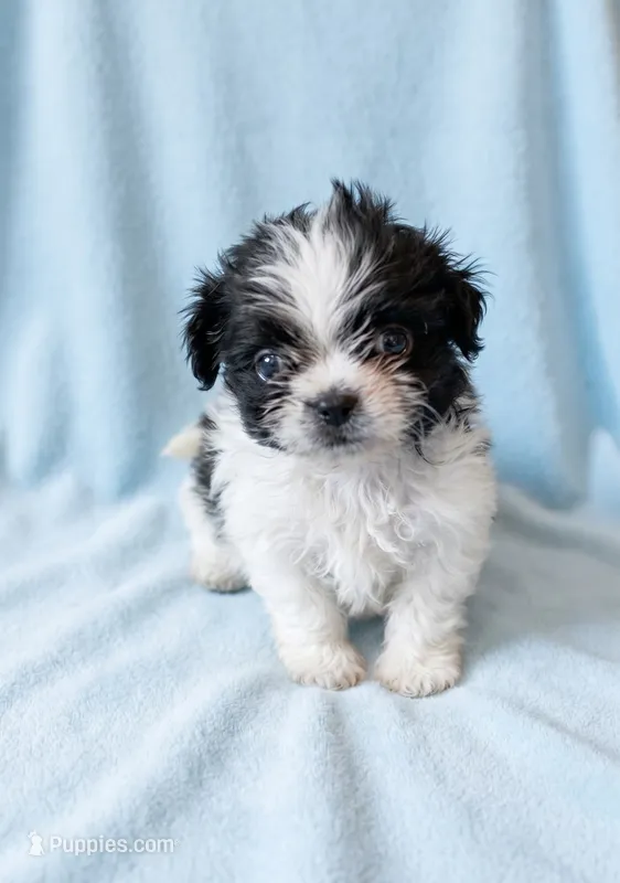 Bear – Chihuahua, Shih Tzu puppy for sale in Moraine, OH