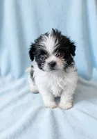 Bear, a male Chihuahua and Shih Tzu for sale in Moraine, OH – 1 of 3