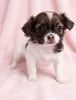 Honey, a female Chihuahua and Shih Tzu for sale in Moraine, OH – 2 of 4