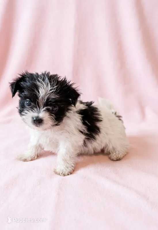 Gracie – Chihuahua, Shih Tzu puppy for sale in Moraine, OH