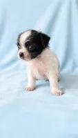 Oscar, a male Chihuahua and Shih Tzu for sale in Moraine, OH – 2 of 3