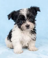 Bruiser, a male Chihuahua and Shih Tzu for sale in Moraine, OH – Photo 1 of 3
