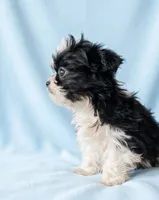 Bruiser, a male Chihuahua and Shih Tzu for sale in Moraine, OH – Photo 2 of 3