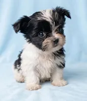 Bruiser, a male Chihuahua and Shih Tzu for sale in Moraine, OH – Photo 3 of 3