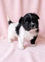 Michelle, a female Chihuahua and Shih Tzu for sale in Moraine, OH – 3 of 4