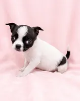 Penelope , a female Chihuahua and Shih Tzu for sale in Moraine, OH – 4 of 4